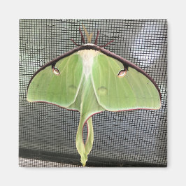 Lunar Moth Magneet