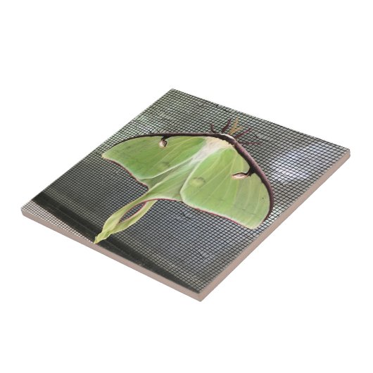 Lunar Moth Tegeltje (Zijkant)