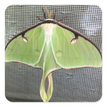 Lunar Moth