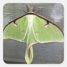 Lunar Moth Vierkante Sticker