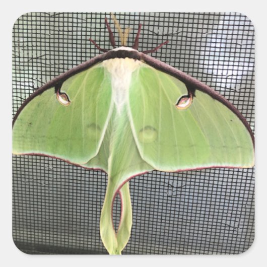 Lunar Moth Vierkante Sticker (Voorkant)