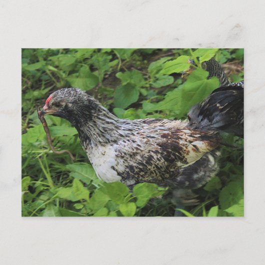 Lunch Briefkaart (Voorkant)