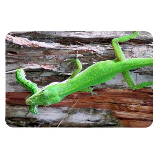 Lunch Iemand? Green Anole (Lizard) Magnet Magneet (Horizontaal)