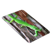 Lunch Iemand? Green Anole (Lizard) Magnet Magneet (Rechterzijde)
