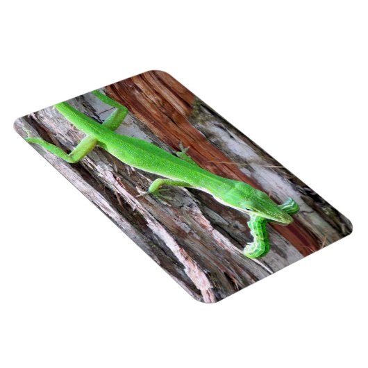 Lunch Iemand? Green Anole (Lizard) Magnet Magneet (Rechterzijde)