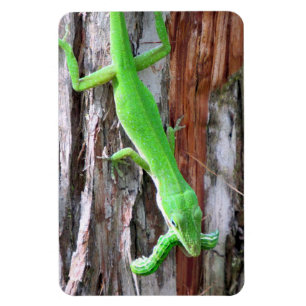 Lunch Iemand? Green Anole (Lizard) Magnet Magneet