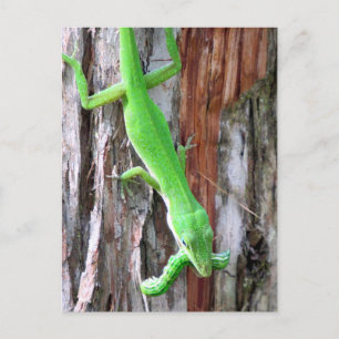 Lunch Iemand?  Groene anole (hagedis) Briefkaart