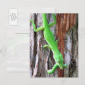 Lunch Iemand?  Groene anole (hagedis) Briefkaart (Voorkant / Achterkant)