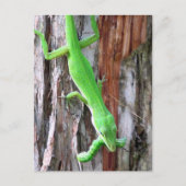 Lunch Iemand? Groene anole (hagedis) Briefkaart (Voorkant)