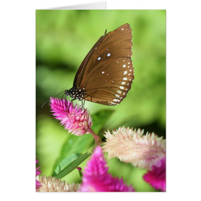 Lunch Time (Voorkant)