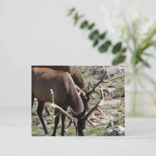 Lunch time briefkaart (Staand voorkant)