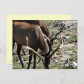 Lunch time briefkaart (Voorkant / Achterkant)