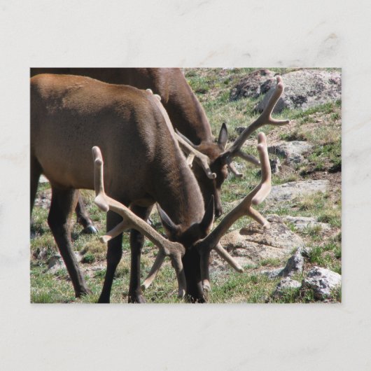 Lunch time briefkaart (Voorkant)