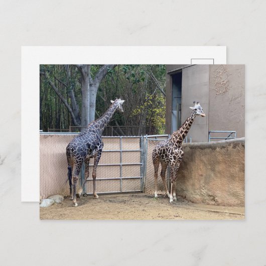 Lunch Time Briefkaart (Voorkant / Achterkant)