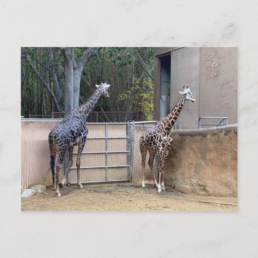 Lunch Time Briefkaart (Voorkant)