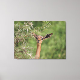 Lunch Time Canvas Afdruk