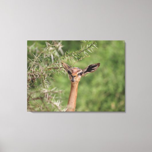 Lunch Time Canvas Afdruk (Voorkant)