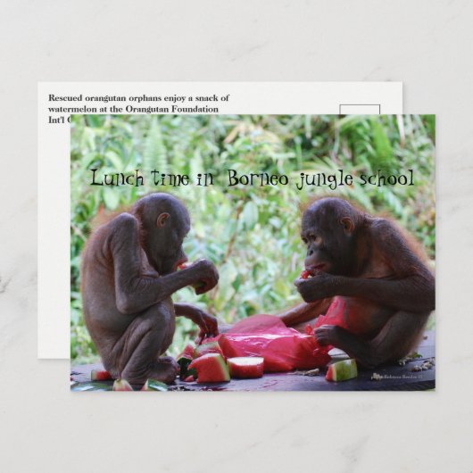 Lunch Time in Borneo Oerwoud School for Orangutans Briefkaart (Voorkant / Achterkant)