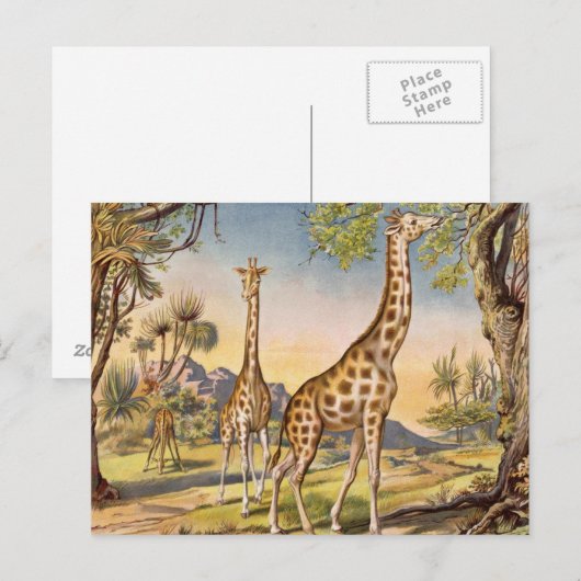 Lunch voor een Giraffe Briefkaart (Voorkant / Achterkant)
