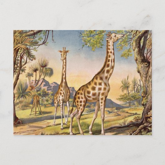Lunch voor een Giraffe Briefkaart (Voorkant)