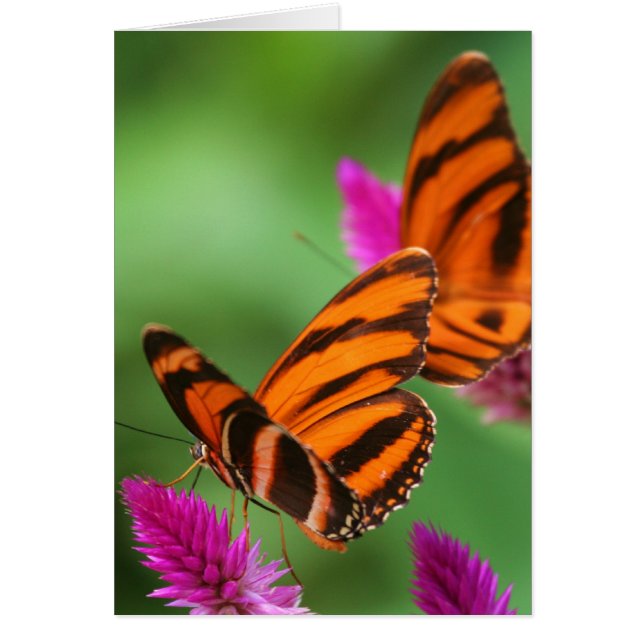 Lunch voor twee (Voorkant)