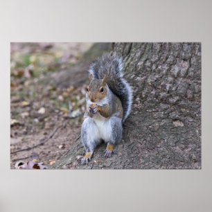 "Lunch with a Friend" Vrouw Squirrel Poster