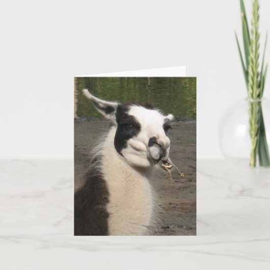 Lunchen Llama Notitiekaarten (Voorkant)
