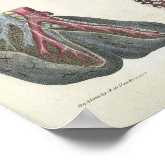 Lung Bronchi Anatomie Print (Hoek)