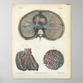 Lung Bronchi Anatomie Print (Voorkant)