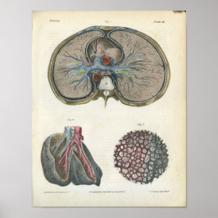 Lung Bronchi  Anatomie Print