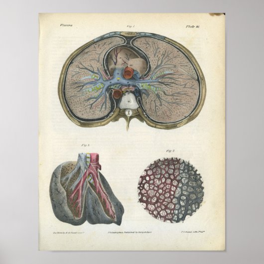 Lung Bronchi  Anatomie Print (Voorkant)
