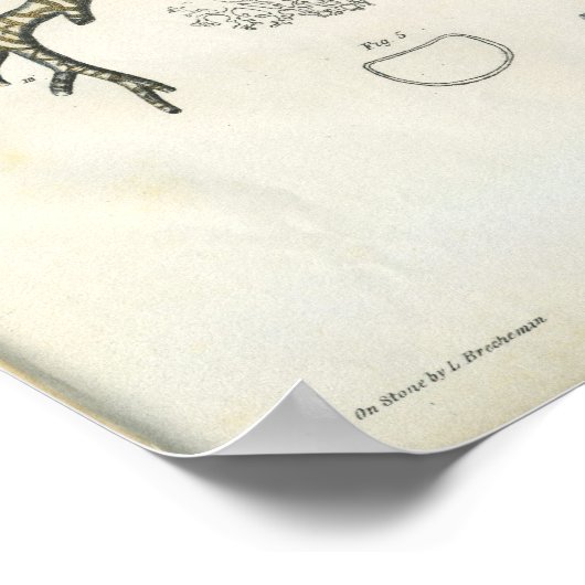 Lung Bronchi  Anatomie Print (Hoek)