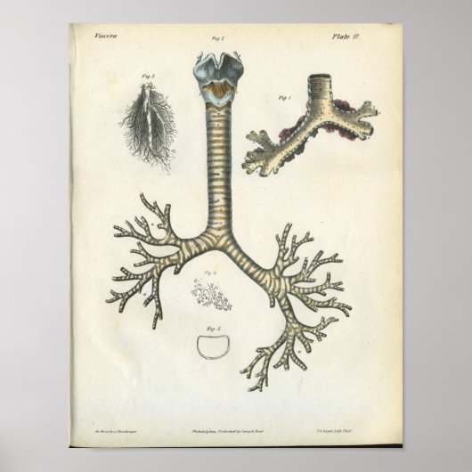Lung Bronchi  Anatomie Print (Voorkant)