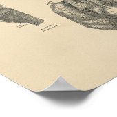  Lung Heart Anatomy 1880 Afdruk Poster (Hoek)