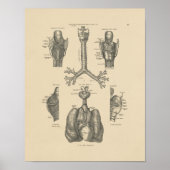  Lung Heart Anatomy 1880 Afdruk Poster (Voorkant)