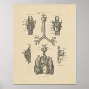  Lung Heart Anatomy 1880 Afdruk Poster
