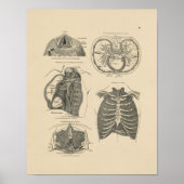  Lung Heart Anatomy 1880 Afdruk Poster (Voorkant)