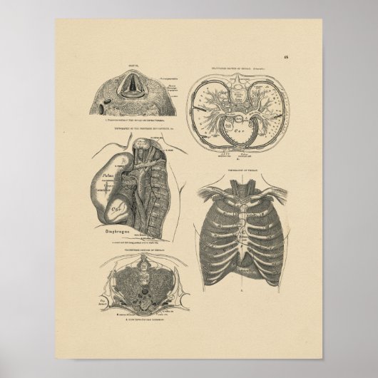 Lung Heart Anatomy 1880 Afdruk Poster (Voorkant)
