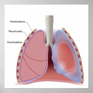 Lung pleura en Poster van de pleurale holte