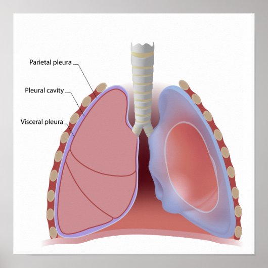 Lung pleura en Poster van de pleurale holte (Voorkant)