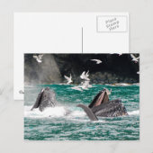 Lunging Bultrugwalvissen Briefkaart (Voorkant / Achterkant)