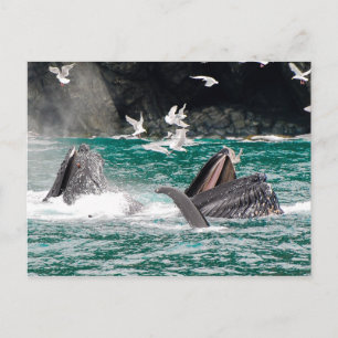 Lunging Bultrugwalvissen Briefkaart