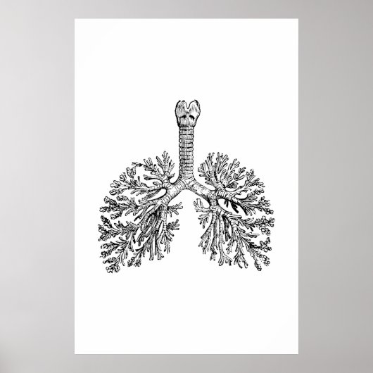 Lungs Anatomy Illustration Poster (Voorkant)