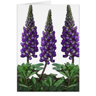 Lupin