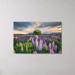 Lupin Field in Nieuw-Zeeland Canvas Afdruk