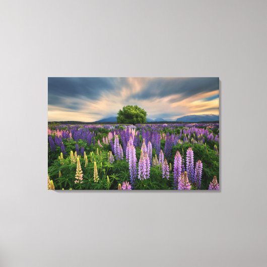 Lupin Field in Nieuw-Zeeland Canvas Afdruk (Voorkant)