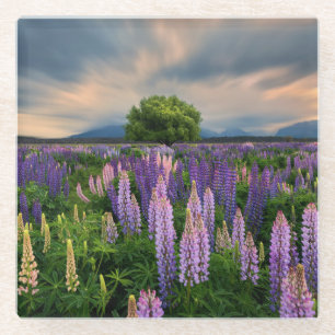 Lupin Field in Nieuw-Zeeland Glazen Onderzetter