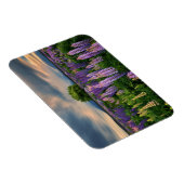 Lupin Field in Nieuw-Zeeland Magneet (Rechterzijde)