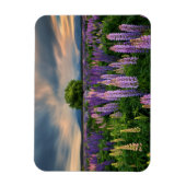 Lupin Field in Nieuw-Zeeland Magneet (Verticaal)