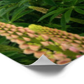 Lupin Field in Nieuw-Zeeland Poster (Hoek)